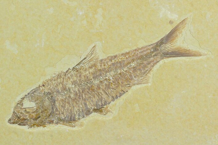 Fossil Fish (Knightia) - Green River Formation #122794